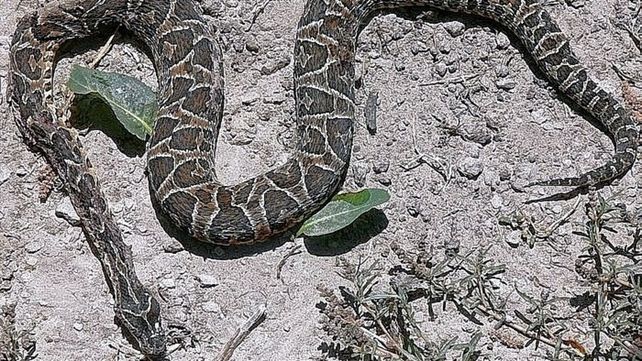Serpientes: picaduras