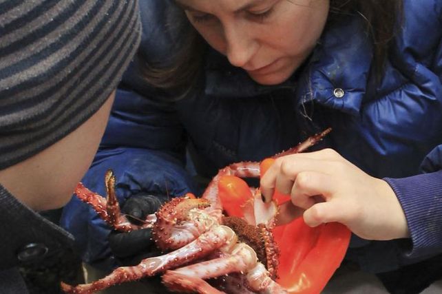Escasas. Una especialista del Conicet examina una centolla sureña.