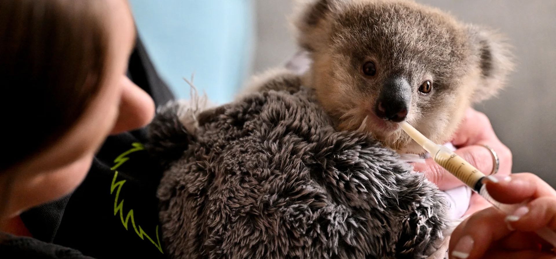 Un koala joey huérfano llamado Ajooni es alimentado por la cuidadora de vida silvestre Emma Meadows en Sydney, Australia. Quedan entre 95.000 y 524.000 koalas en el país, posiblemente menos que los millones que quedaban antes de la colonización europea. Fotografía: Saeed Khan/AFP/Getty Images Un koala joey huérfano llamado Ajooni es alimentado por la cuidadora de vida silvestre Emma Meadows en Sydney, Australia. Quedan entre 95.000 y 524.000 koalas en el país, posiblemente menos que los millones que quedaban antes de la colonización europea. Fotografía: Saeed Khan/AFP/Getty Images