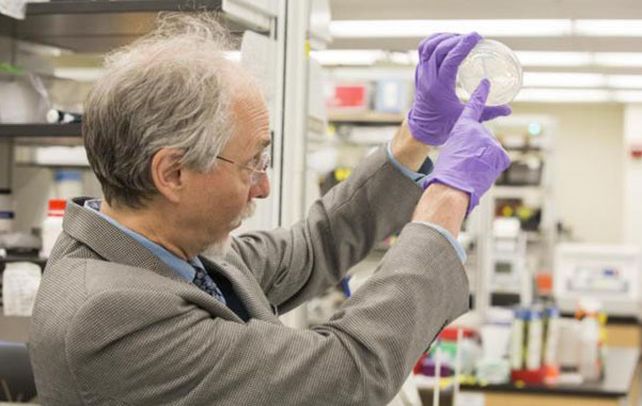 La prueba. El científico Jef Boeke muestra la primera levadura con un cromosoma sintético en su laboratorio.