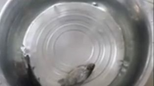 Un pez congelado resucita al ser puesto en agua y el video es furor en Facebook