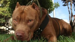 El pitbull que atacó a una nena en el Federal reabrió el debate