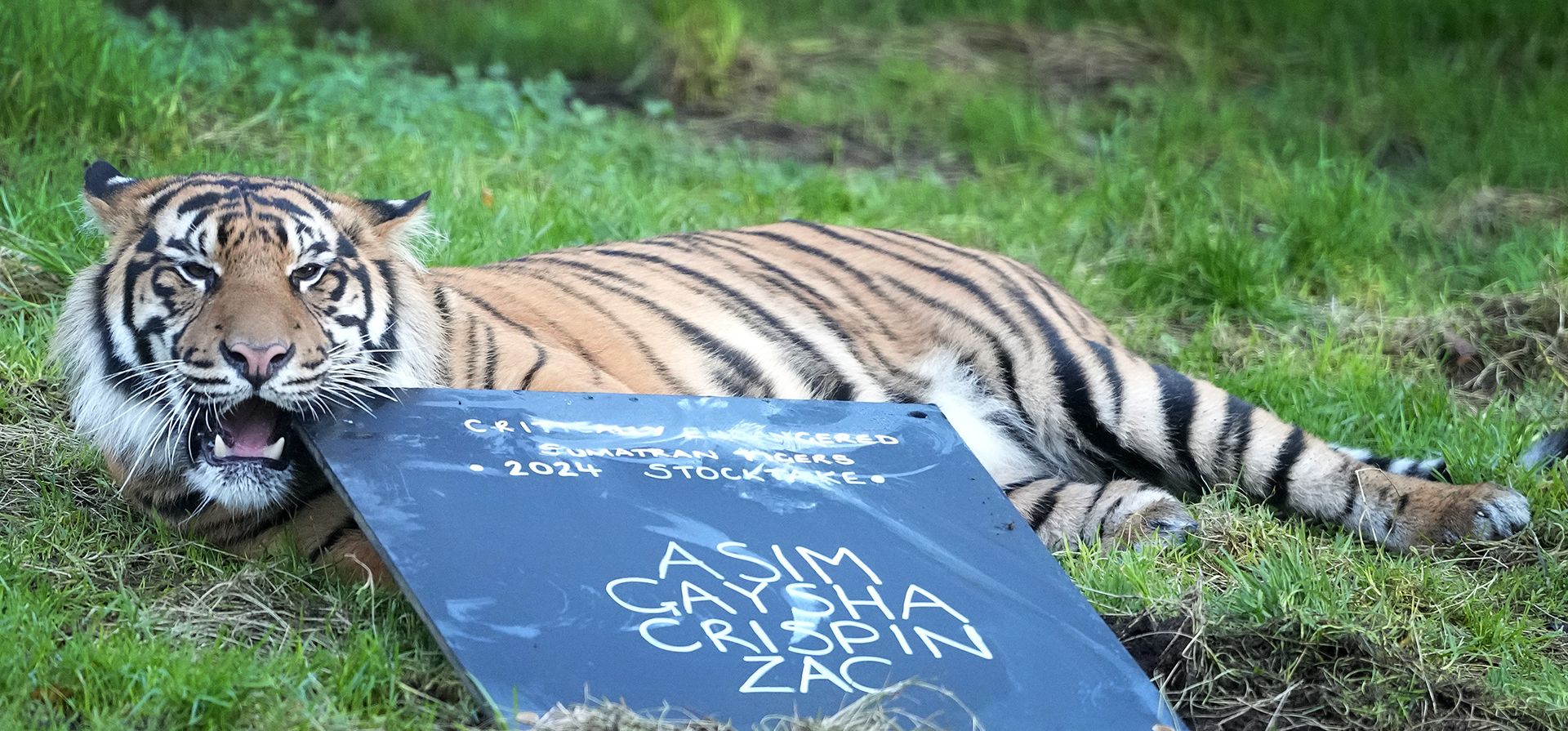 Crispin, un tigre de Sumatra, mastica una pizarra durante el inventario en el Zoológico ZSL de Londres, en Londres, el miércoles 3 de enero de 2024. (Foto AP/Kirsty Wigglesworth) Crispin, un tigre de Sumatra, mastica una pizarra durante el inventario en el Zoológico ZSL de Londres, en Londres, el miércoles 3 de enero de 2024. (Foto AP/Kirsty Wigglesworth)
