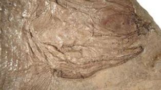 Hallan un pez de hace 240 millones de años que habitó en la zona de Mendoza