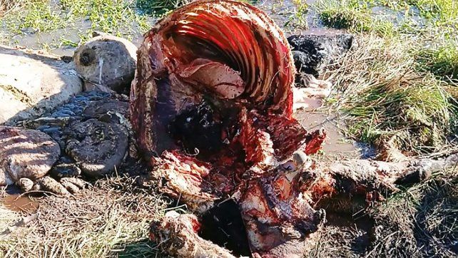 Desde la Federación Agraria de Entre Ríos se advirtió la situación en la zona de Bovril por el abigeato y carneadas clandestinas. Advierten sobre zona liberada