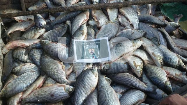 Secuestraron 1.850 sábalos contra la depredación ictícola en San Javier y Arroyo Leyes