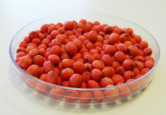 Semilla de soja tratada (Foto Agribio)