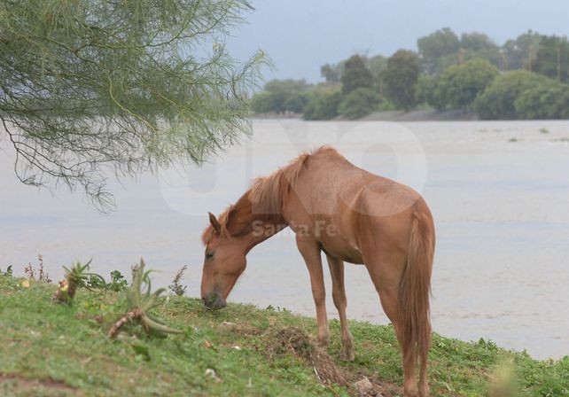 Alertan a productores ante la crecida que se espera del río Paraná