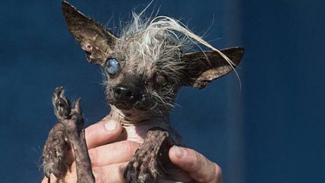 Este es Sweepee Rambo, elegido en Estados Unidos como el perro más feo del mundo