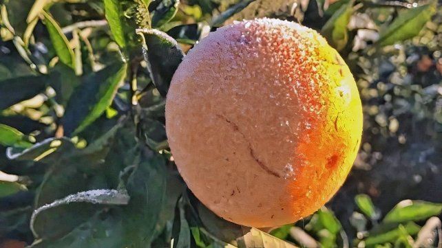 El impacto de la ola polar en la citricultura del Macizo Citrícola: daños en la producción.