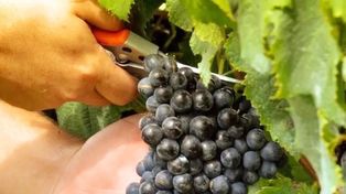 El Niño pone a prueba a la vitivinicultura entrerriana
