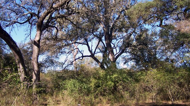 Las compensaciones dispuestas por ley para conservar los bosques nativos en Santa Fe quedan sin efecto tras el decreto presidencial.