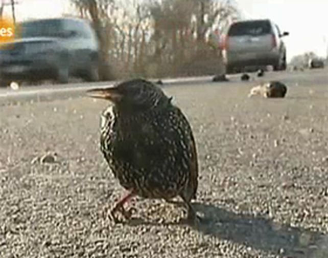 Investigan las causas de una misteriosa mortandad de p&aacute;jaros y peces en el sur de EEUU