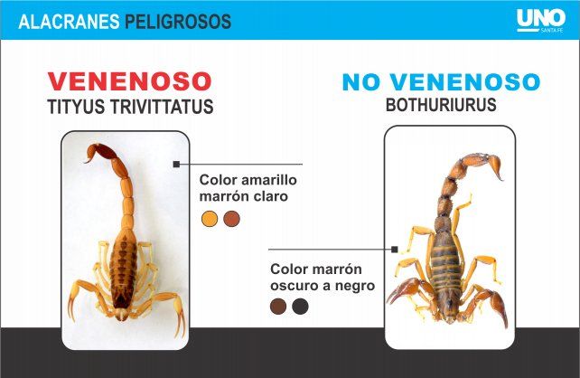 Diferencias Entre Los Alacranes Venenosos Y Los Que No Lo Son