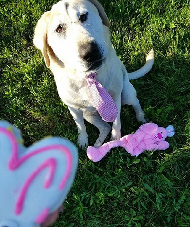 Perro labrador nació con deformidad facial, pero es totalmente adorable