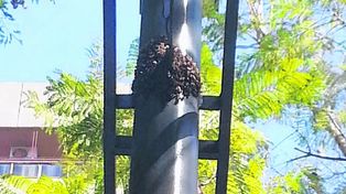 Panal. Abejas sobre una columna de alumbrado en el centro.
