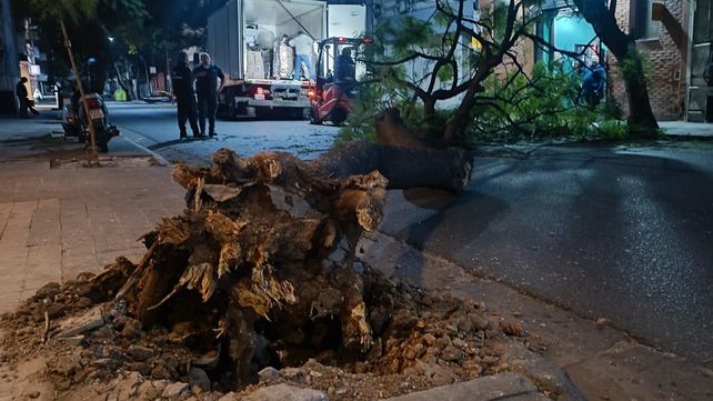 Defensa Civil reportó 17 denuncias entre ejemplares de árboles caídos y ramas voladas