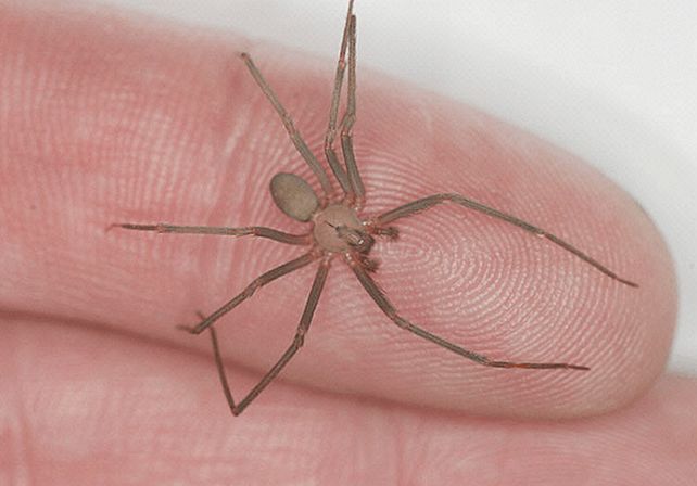 Murió por la picadura de una araña que estaba en el patio de su casa