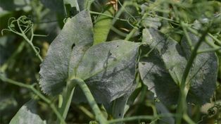 Alivio. La investigación trae soluciones para la enfermedad del cultivo.