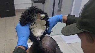 Lo detuvieron en un aeropuerto con 19 cápsulas de cocaína bajo la peluca