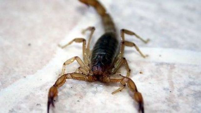El alacrán Tityus trivittatus es el más peligroso.