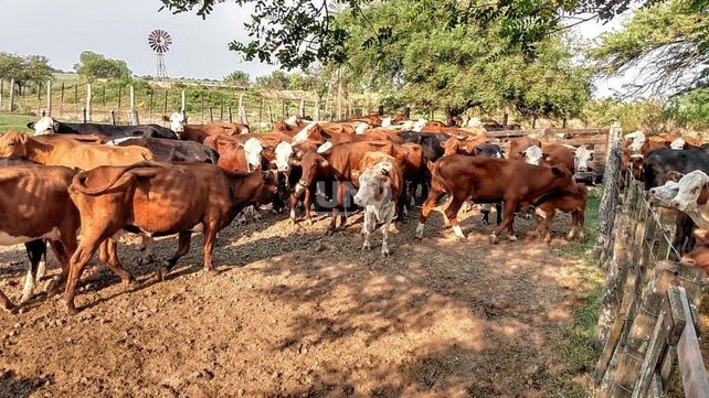 La cría del ganado está complicada y aumentarían 15% los precios de la carne al consumidor