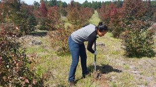 Foco. Muchos suelos tienen limitantes para el crecimiento de los árboles.