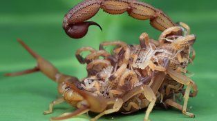 Al menos tres personas sufrieron picaduras de alacranes en Gualeguaychú, entre ellas un niño de cuatro años. Reiteran recomendaciones para alejar arácnidos&nbsp;