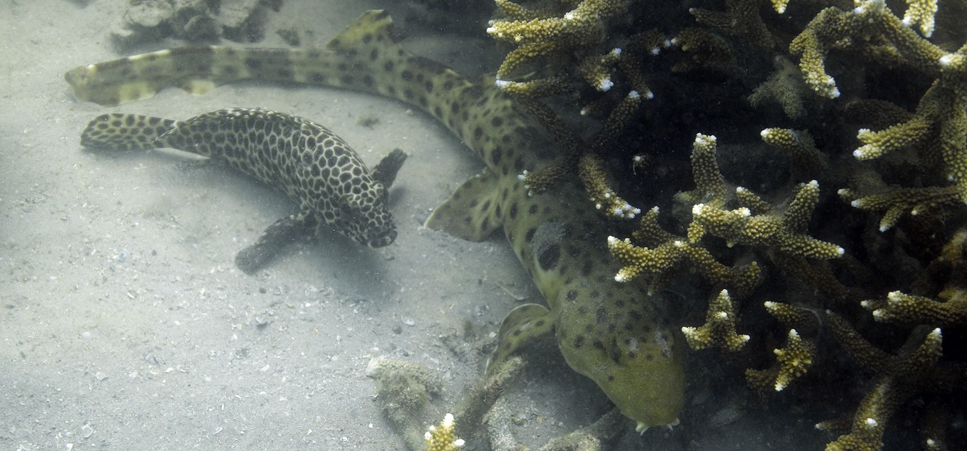 Dos peces se esconden debajo del coral cuerno de ciervo en el fondo del mar en la Gran Barrera de Coral frente a la isla Keppel en el este de Australia, el 9 de noviembre de 2022. La Gran Barrera de Coral ha sido duramente golpeada en los últimos años por históricas olas de calor marinas y ciclones más fuerte y más frecuente por el cambio climático.