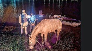 Los equinos fueron interceptados a la altura del Club Regatas y llevados al Centro de Cuidado Ecuestre municipal.