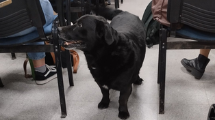 Dolor en Santa Fe: un pitbull mató a Garrafa, el perro comunitario de la UNL