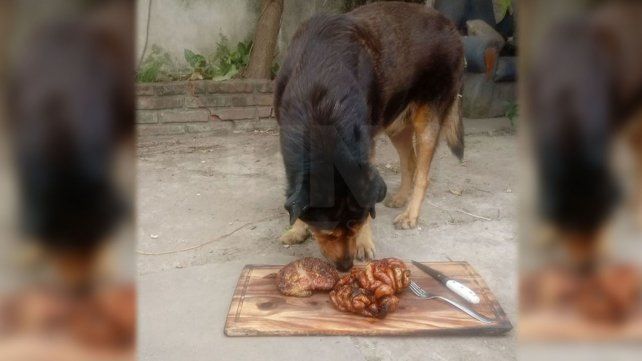 Brutal ataque a Rocko, el perro santafesino que cuando cumplió 15 años fue noticia nacional