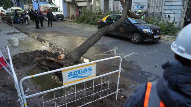 El árbol caído en Zeballos al 1300