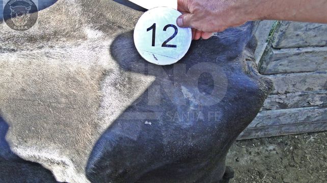 Arrestaron al encargado de un establecimiento rural y secuestraron 22 vacunos