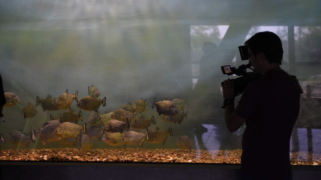 Conocé antes de que se inaugure cómo es por dentro el nuevo acuario de Rosario
