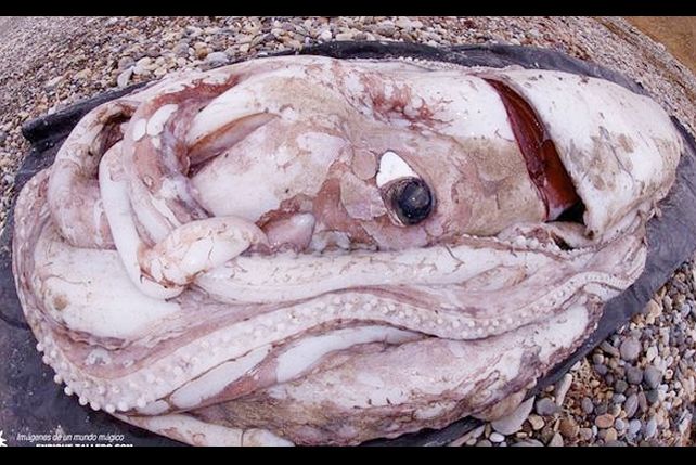 ¿Apareció “El Kraken” sobre una playa española?