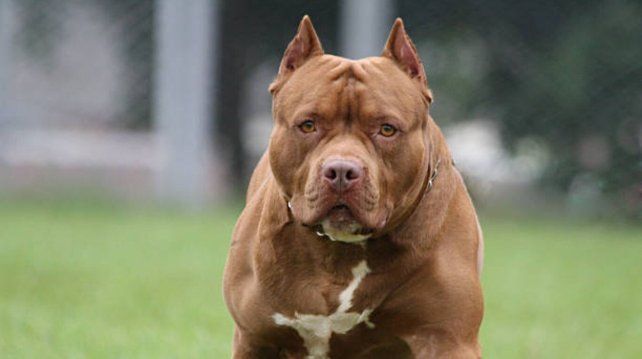 Imputaron a dos hermanos en El Bolsón por asesinar a cuchilladas a un perro