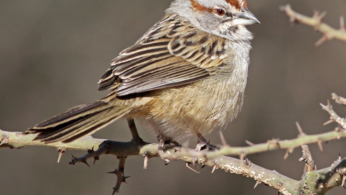 El cachilo y la cachila