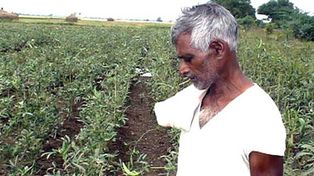 Las deudas terminan en el suicidio de miles de agricultores indios