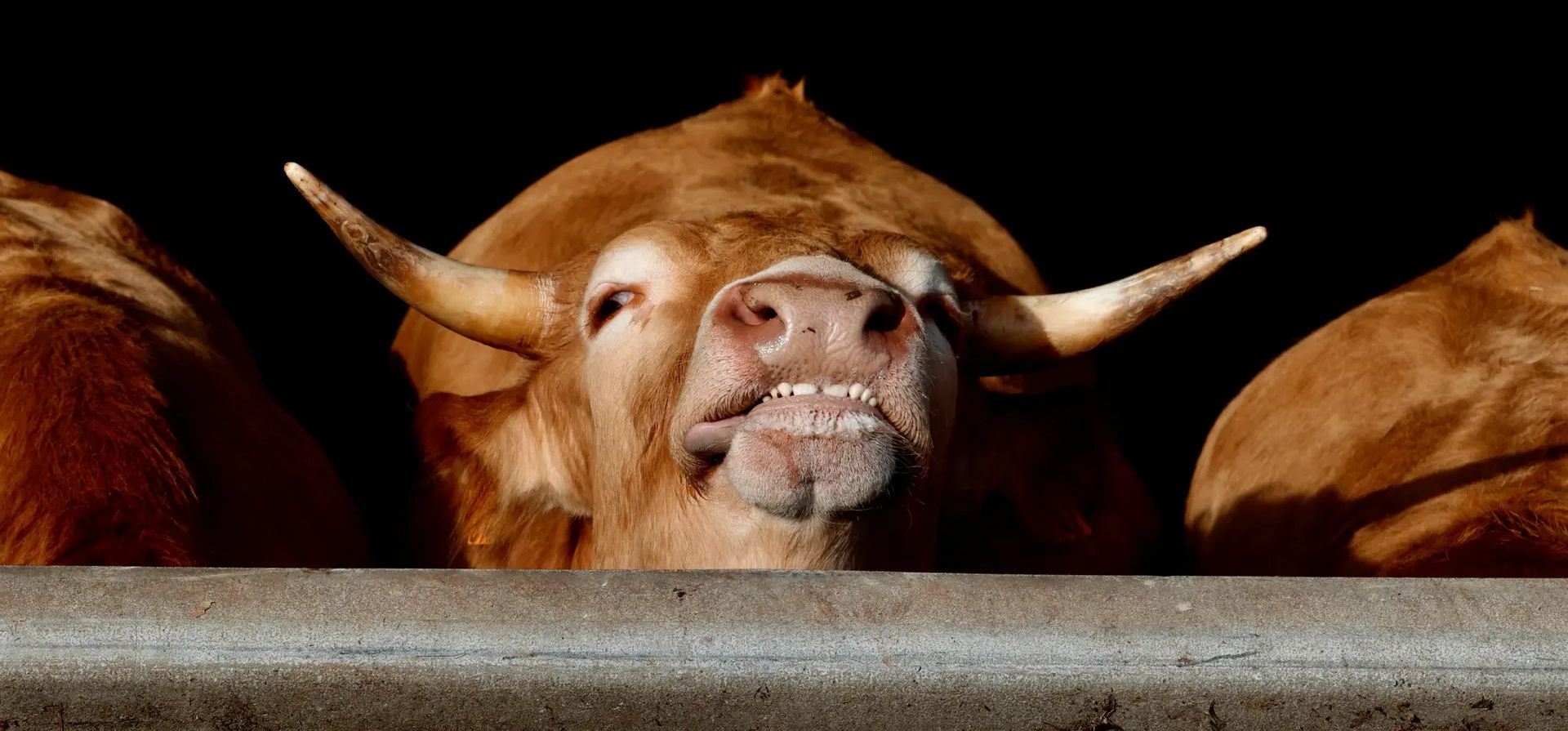 Una vaca rubia de Aquitania enseña los dientes en una granja, Mareuil-la-Motte, Francia. Fotografía: Abdul Saboor/Reuters Una vaca rubia de Aquitania enseña los dientes en una granja, Mareuil-la-Motte, Francia. Fotografía: Abdul Saboor/Reuters