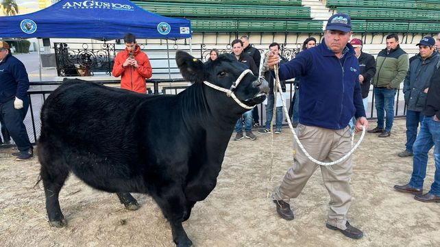 La exposición de Angus se desarrollará en formato indoor