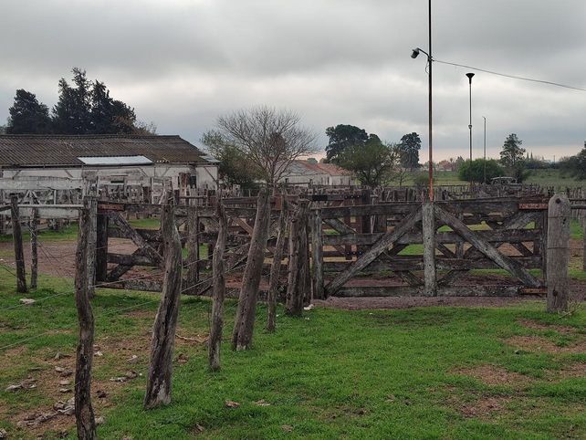 El stock ganadero caerá por tercer año consecutivo.