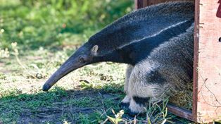 Un oso hormiguero gigante y un aguará guazú volvieron a su hábitat