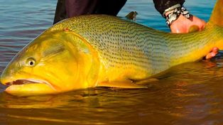 Turismo de pesca en Entre Ríos: un producto que logra generar movimiento todo el año