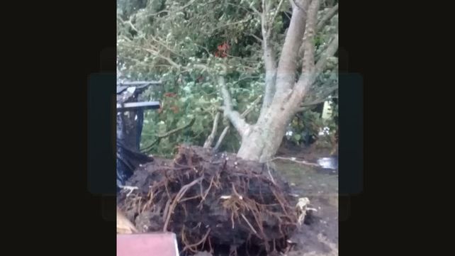 La tormenta arrancó árboles de raíz en Colonia Rivadavia