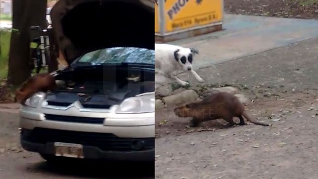 Encontró una nutria en su auto y necesitó ayuda para poder capturarla