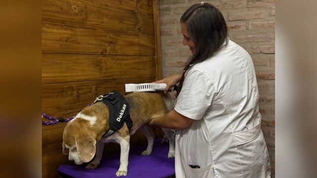 Las mascotas llegan resistentes a terapia