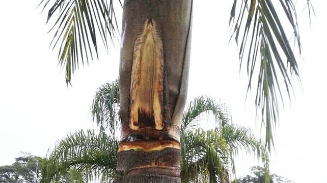 ¿La Virgen volvió a aparecer en el cielo?