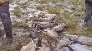 Indignación por matanza de vizcacha en San Jaime de la Frontera