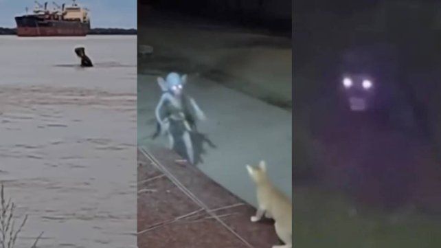 Furor: los videos virales con Inteligencia Artificial llegaron a Entre Ríos